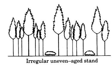 events occur very infrequently; trees die individually or in small groups, creating gaps in which a new cohort initiates