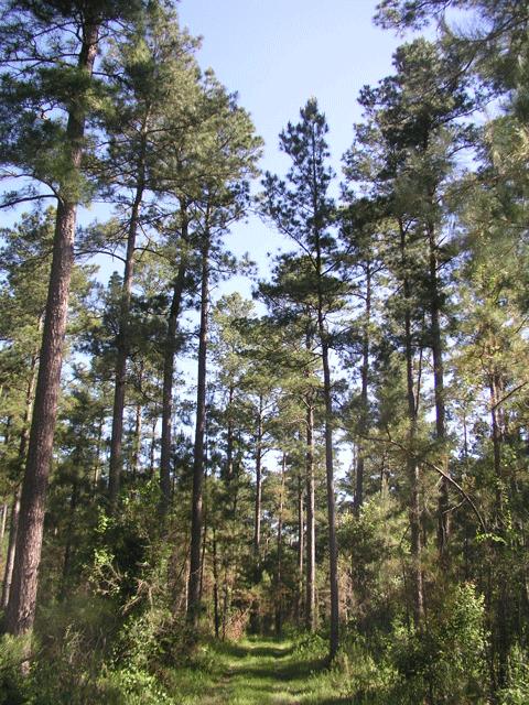 Good sites Loblolly pine / Shortleaf pine (Arkansas) Concluding Thoughts q-factors are attractive In some cases, puts too many small trees on the ground Restricts