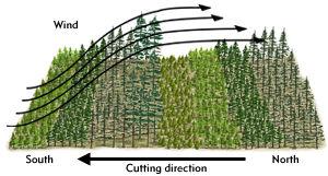 Selection Sub-systems Strip Selection System Geometrically arranged groups Strip Selection System Enables easy log transport through cut area May provide for advance regeneration in side light of