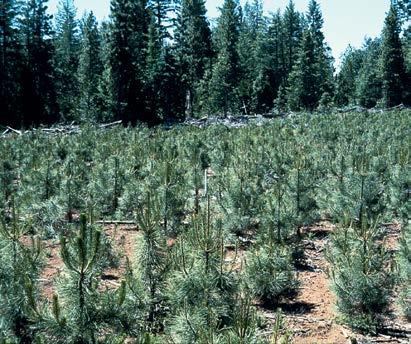 What does free-to-grow specifically mean? Reforestation involves more than just planting seedlings or saving seedlings, saplings or poles on the harvest unit.