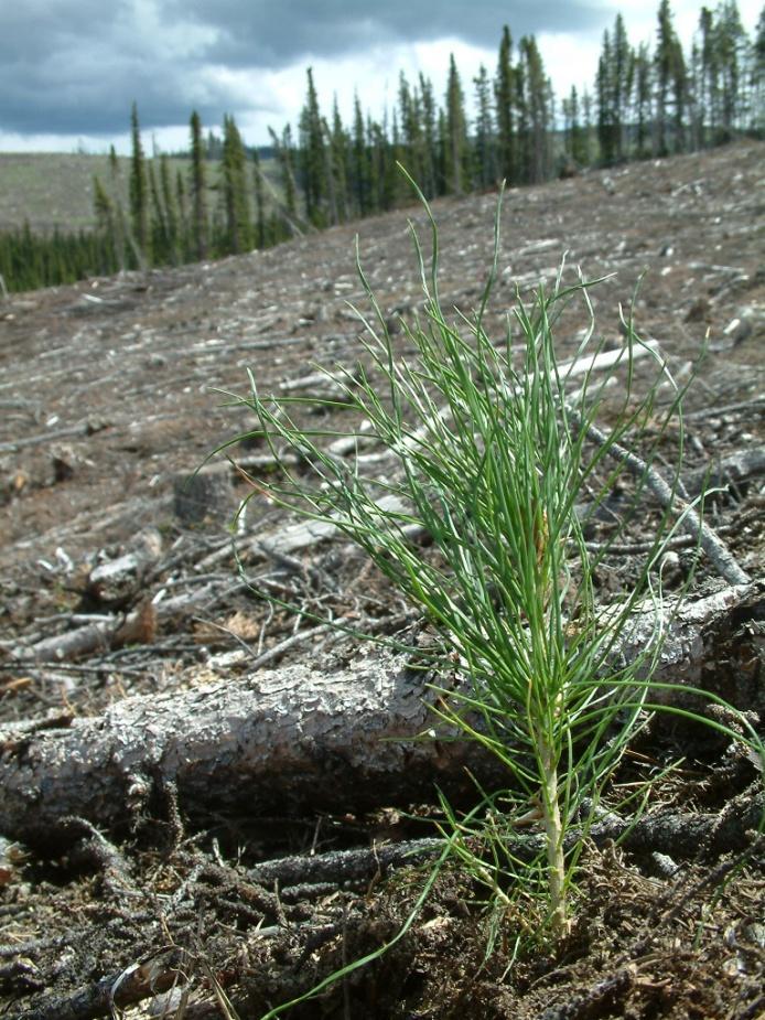 Photo 1: Lodgepole Pine Seedling These seedlings need to be grown with seed from the appropriate seed zone, or with an approved variance from the Alberta Sustainable Resource Development Department