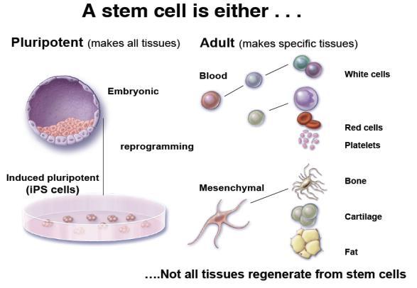 perinatal sources Pool of embryonic-like and adult-like stem cells Extensive availability at time of birth Adult stem cell: Derived from bone marrow, adipose tissue Include resident stem cells