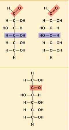 Section 5.2 Carbohydrates serve as fuel and building material 8. Let s look at carbohydrates, which include sugars and starches. First, what are the monomers of all carbohydrates? 9.
