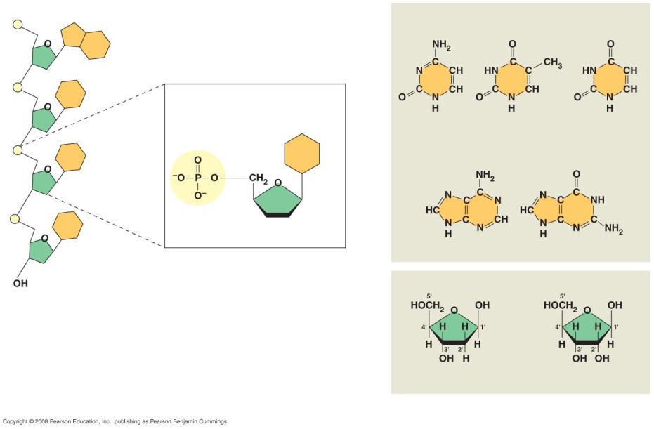 Fig. 5-27 Nitrogenous bases Pyrimidines Nucleoside Nitrogenous base Cytosine (C) Thymine (T, in DNA) Uracil (U, in RNA) Purines Phosphate group (b) Nucleotide Sugar (pentose) Adenine (A) Guanine (G)