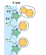 The Devil is in the Details Adjacent nucleotides are joined by covalent bonds that form between the OH group on the 3ʹ carbon of one nucleotide and the phosphate on the 5ʹ carbon