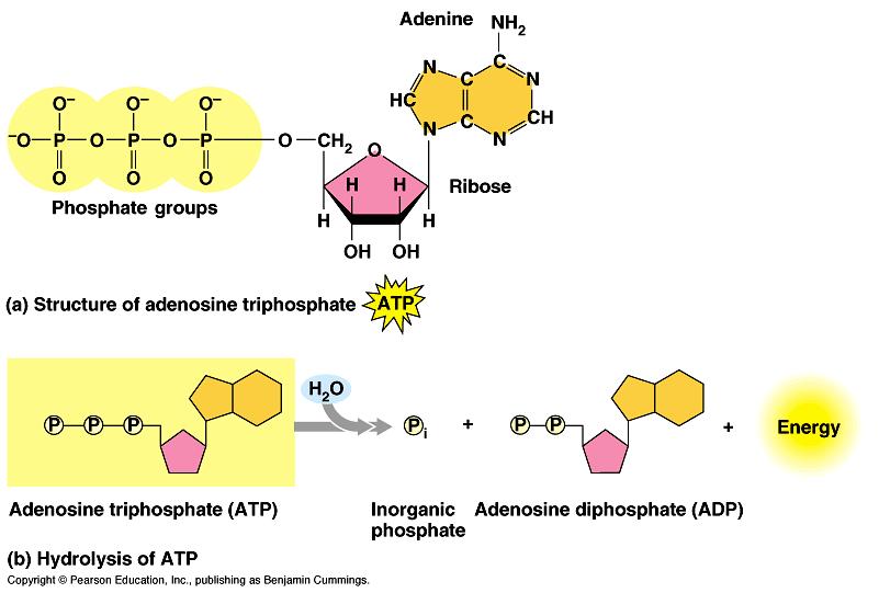Another interes4ng note ATP Adenosine triphosphate