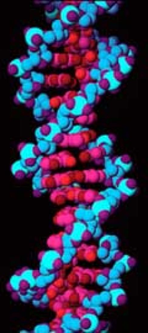 helix double helix 1st proposed as structure of DNA in 1953 by