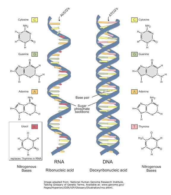 Nucleic Acids: Examples: u RNA (ribonucleic acid) single helix u DNA