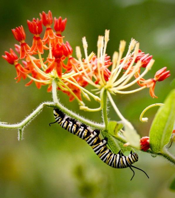 Monarchs live on milkweed Milkweed