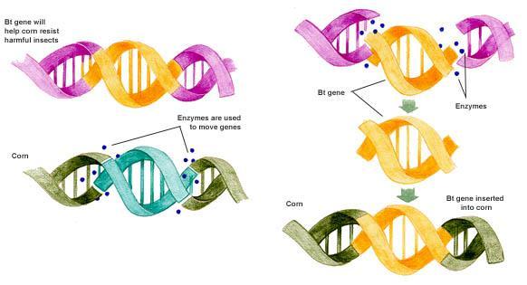 Genetic Engineering Genetic recombination: Taking genes from one organism and