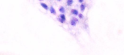 macrophages at 16 hr -