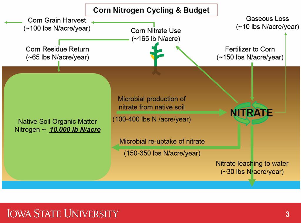 Large Pools of N in Soil Organic Matter It s not just N fertilizer!