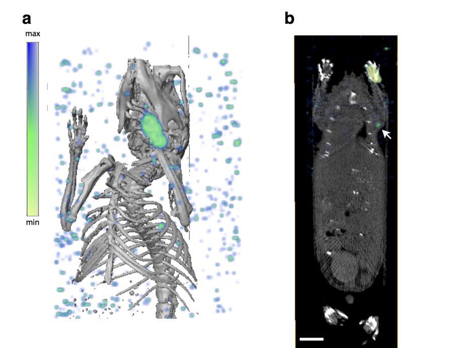Supplementary Figure 5 SPECT/CT Imaging of Axial LN Drainage with 99m Tc-radiocolloid. a, 3D-rendered SPECT/CT of axillary node uptake from a paw-dermal injection in the mouse.