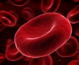 ~10 um Red Blood Cells 1.