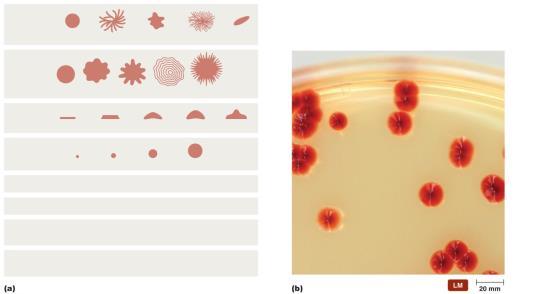 Classification and Identification of Microorganisms Taxonomic and Identifying Characteristics Physical characteristics Can often be used to identify microorganisms Protozoa, fungi, algae, and