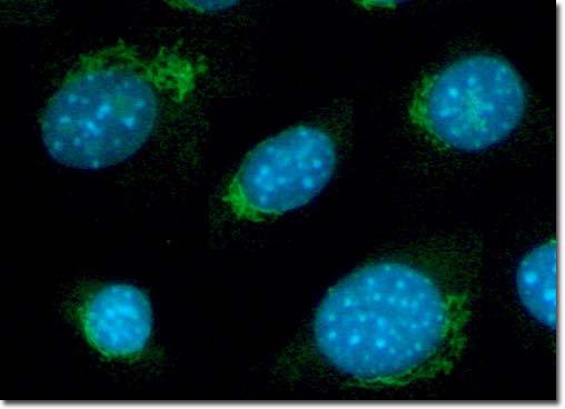 Fluorescent Stains DAPI binds DNA at