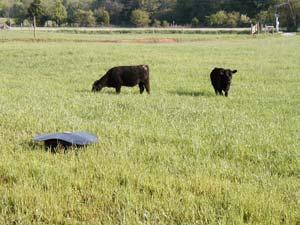 under Grazing How does grazing affect productivity?