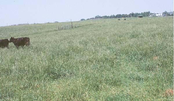 State of Grassland Steady-state naturalized grassland?