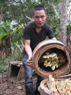 log-hive