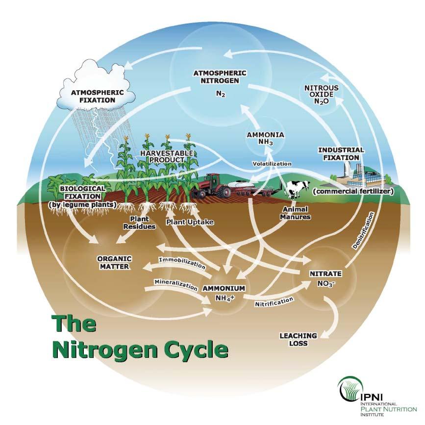 Figure 1. Movement and transformation of agricultural nitrogen. Used by permission: IPNI international Plant Nutrition Institute, http://www.ipni.