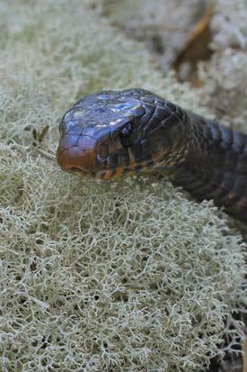 Does Fire Encourage Rare Species? Eastern indigo snake Can grow over 8 feet long! Longest native snake in United States!