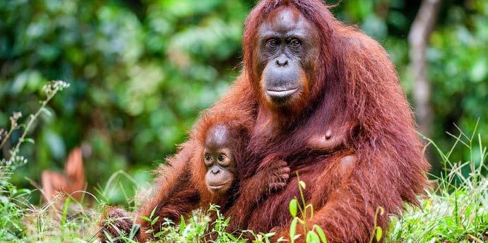 11 Orang-utans live in tropical rainforests. They spend most of their time in the trees.