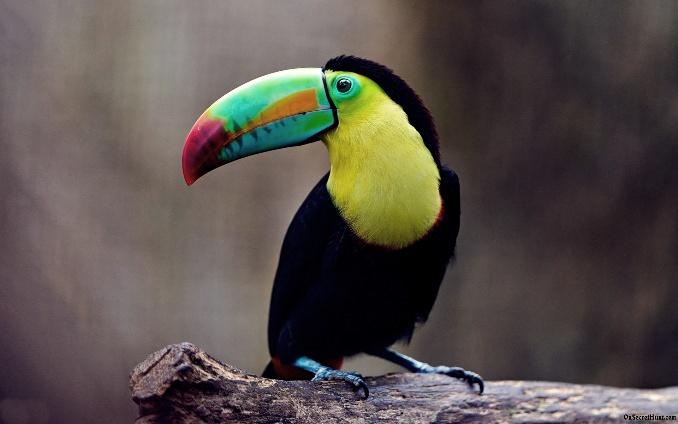 Toucans are one of the many types of birds that live in tropical rainforests.