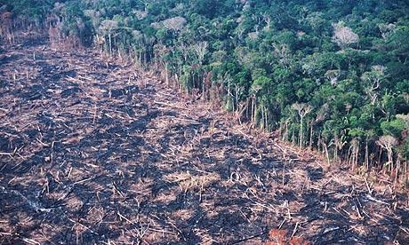 12 The deforestation of tropical rain forests Tropical rainforests are very important to the health of our planet. This is because they absorb so much carbon dioxide.