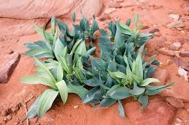 These are mainly types of plant that are drought and heat resistant. Plants have adapted to the heat and dryness by: Growing long roots.