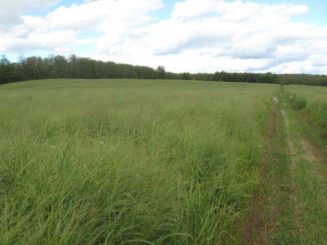 Switchgrass is a resource efficient and long lived native warm season (C4) grass.