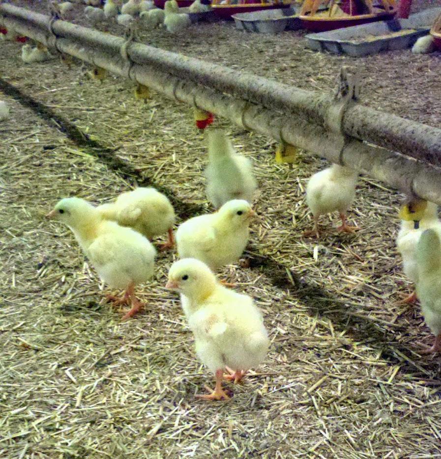 Switchgrass (SG) performs similarly to wood shavings as poultry litter Numerous U.S. studies indicate SG bedding provides similar weight gain and feed