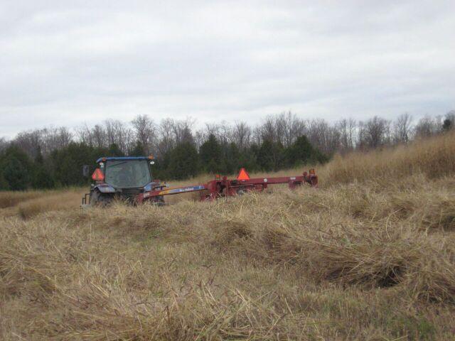 The biomass crop is generally mowed after