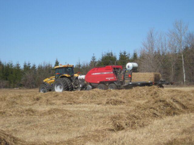SG is raked and baled in early spring (~May 1).