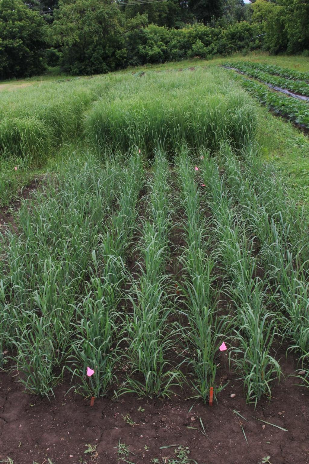REAP-Canada has been conducting R&D on switchgrass in Eastern