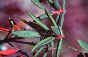 4 5 Similar damage Spruce needle rust damage may appear similar to that produced by spruce broom rust (Chrysomyxa arctostaphyli) and spruce