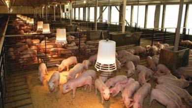 reduced nocturnal temperature on pig performance and
