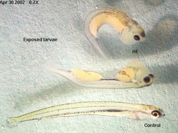 leukemia in caged bivalves larval and embryo deformities in fish exposed to PAHs genetic