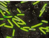 Prokaryotes Can be helpful decomposition, nitrogen fixation in soil,