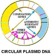 plasmid
