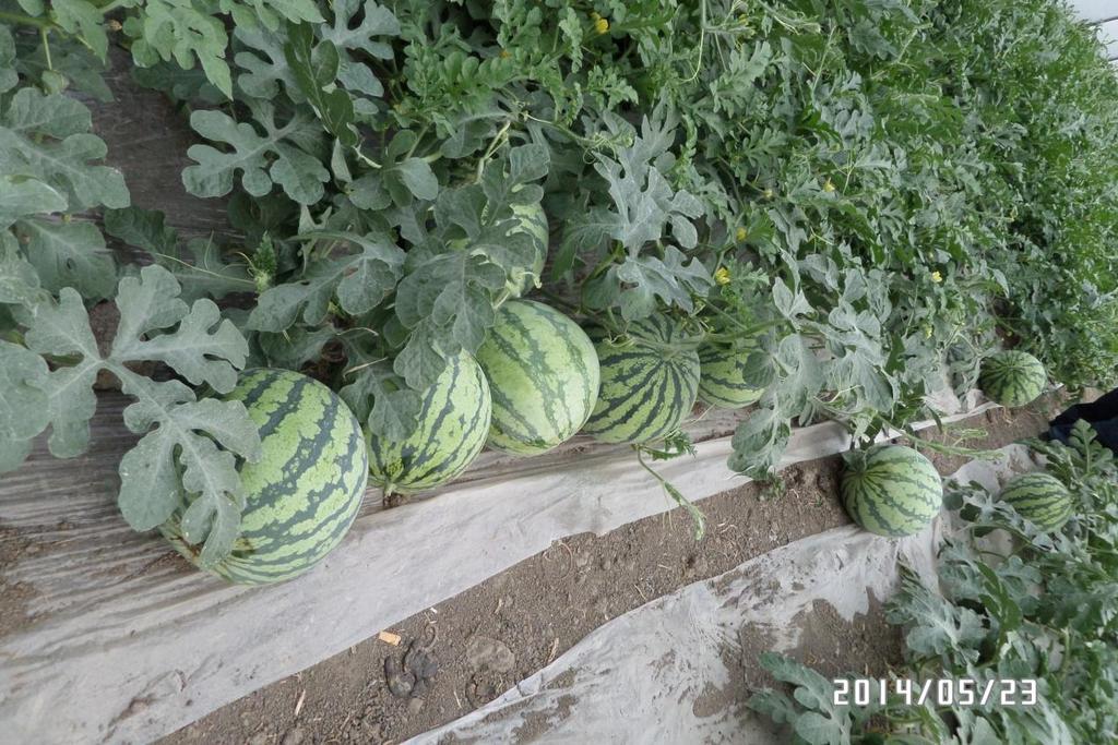Melons are another crop that grows well in a greenhouse. Just plant with caution because they are runners and will take over wherever they are planted as well.