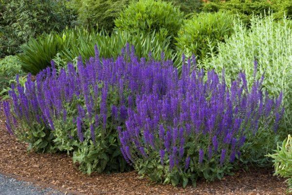 Salvia are gorgeous flowers that remind me of flowers that would grow in a designer flower garden or a meadow.