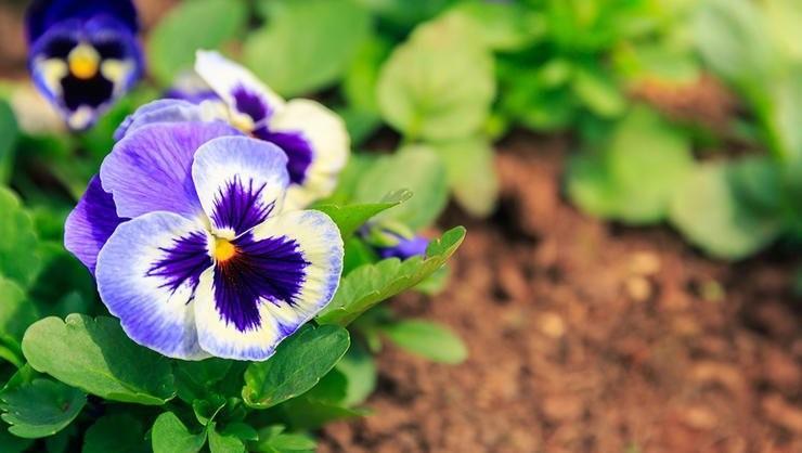 Pansies are always my spring pick-me-up. About the time of year that I m itching to get out of the house from a long winter, I always put pansies out.