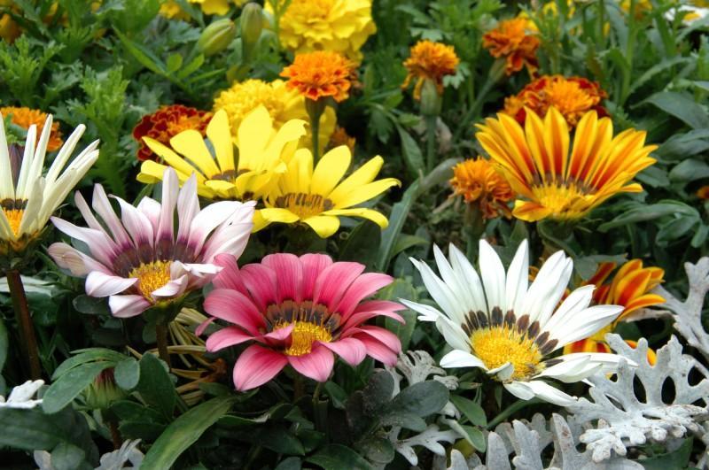 Gazania is a flower that looks a lot like a daisy. So if you d like to grow beautiful flowers with lots of pretty colors, then consider these because they can be grown in your greenhouse too. 45.