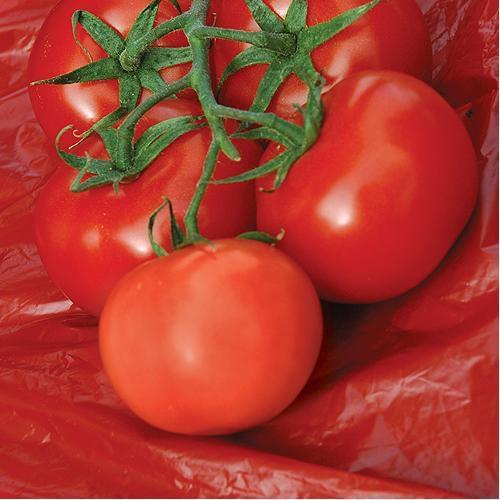 Tomatoes are another vegetable I ve always had great luck with growing in a greenhouse. It is another plant that absolutely loves the heat.