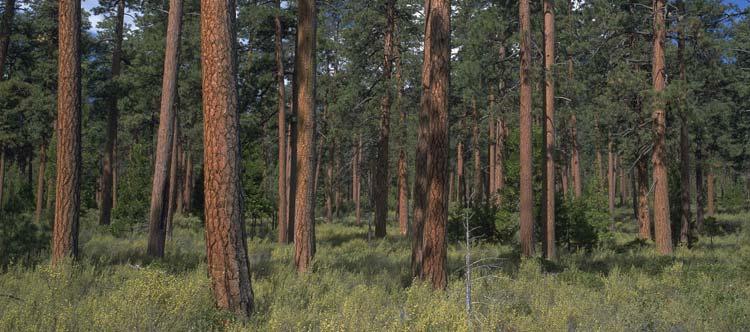 Ponderosa Pine Forest 5-25 year fire cycle Forest adapted to low-intensity ground fires Fire