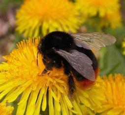 will increasingly need to consider pollination services To remain