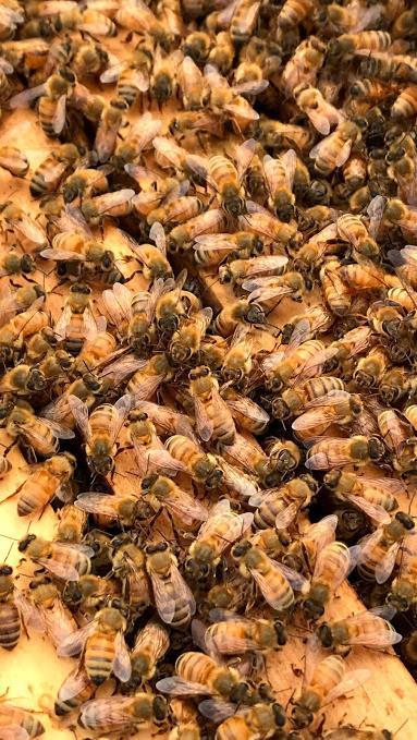 The Honey Bee Scientific Name: Apis Mellifera One of few honey producing species