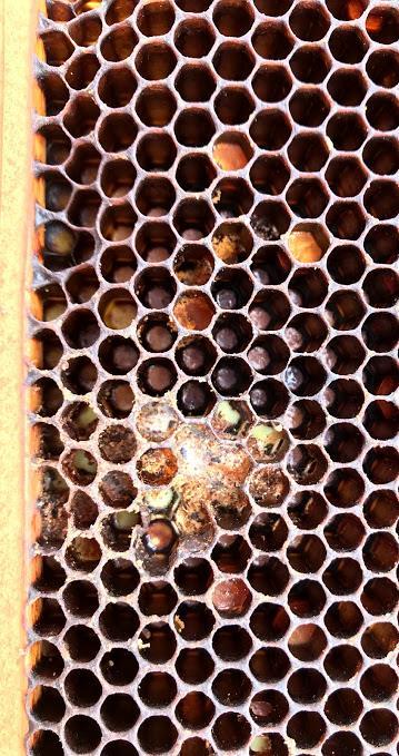 Honey Bee Pests and Disease
