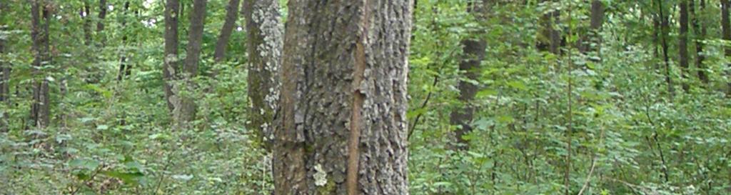 For comparison purposes, two sample surfaces of 2000 m 2 were established in Tasnad Forest District (Satu Mare county), where a total number of 51 Turkey oaks sampling trees were measured and