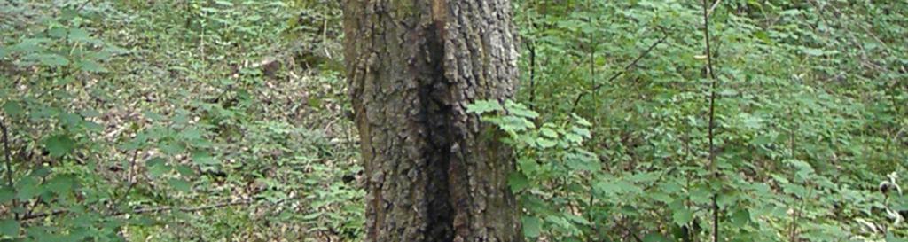 too (***, 2003, 2005). On the whole, 742 Turkey oak sampling trees were measured within the 18 test areas (Bartha Sz., 2011).